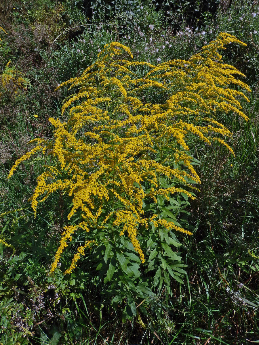 Zlatobýl obrovský (Solidago gigantea Ait.)