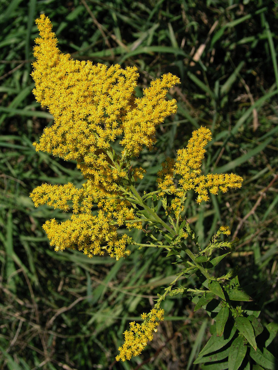 Zlatobýl obrovský (Solidago gigantea Ait.)