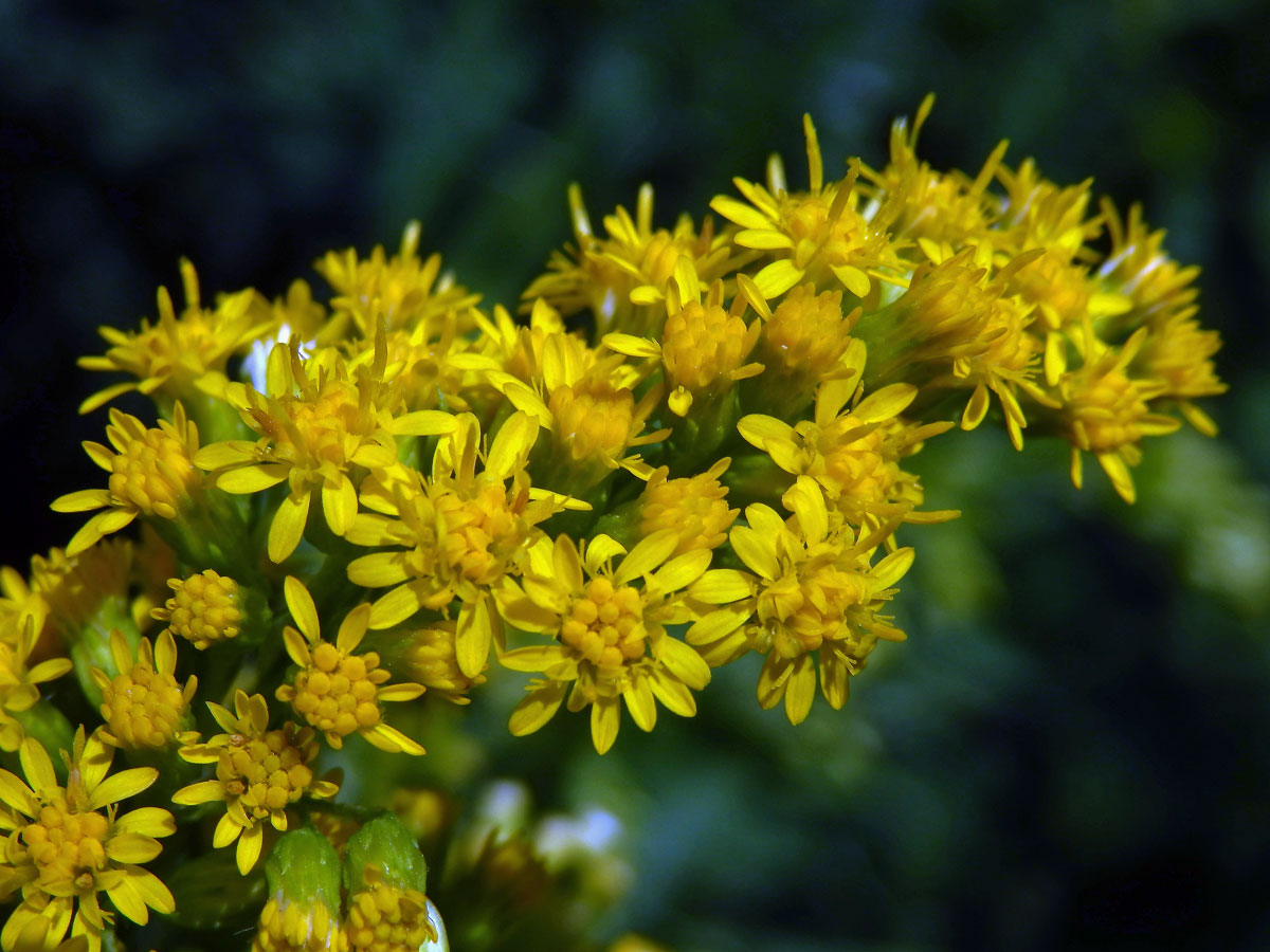 Zlatobýl obrovský (Solidago gigantea Ait.)