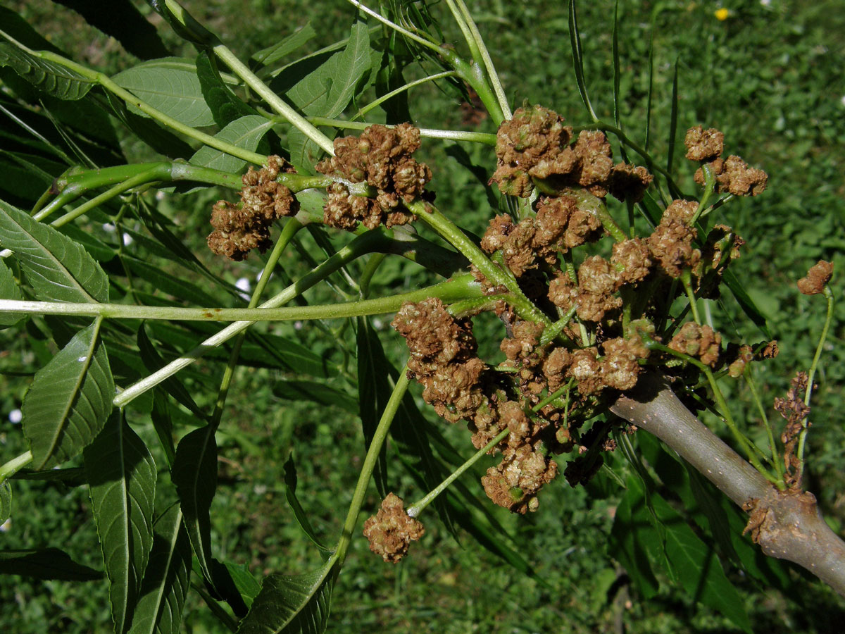 Hálky vlnovníka (Eriophyes fraxinivorus)