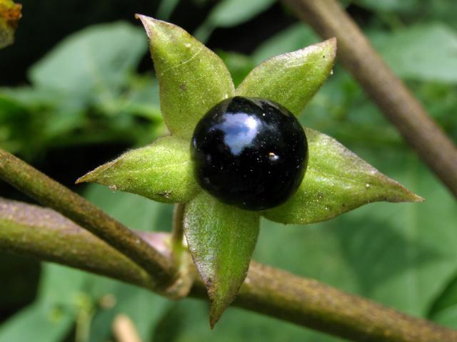 Rulík zlomocný (Atropa bella-donna L.)