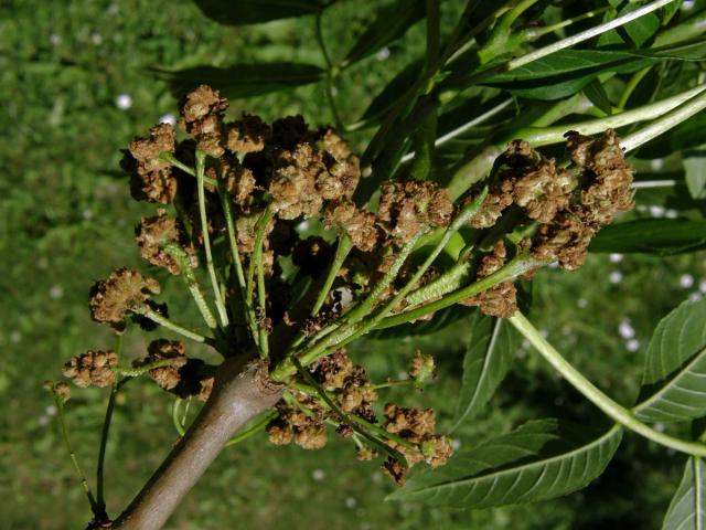 Hálky vlnovníka (Eriophyes fraxinivorus)