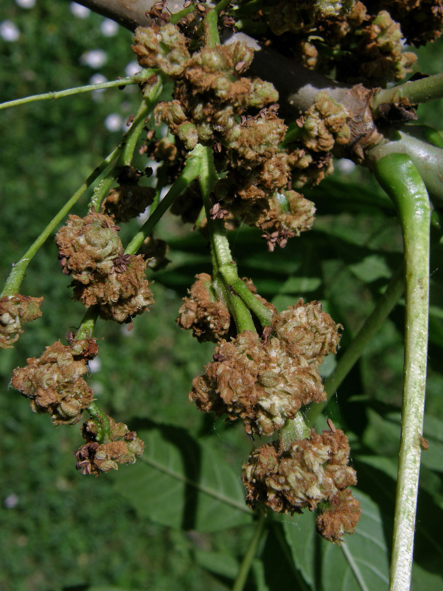 Hálky vlnovníka (Eriophyes fraxinivorus)