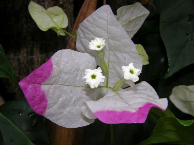 Bougainvillea glabra (Choisy) s panašovanými listeny