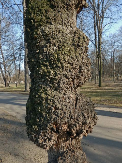 Javor mléč (Acer platanoides L.) s nádorem na kmeni (2f)