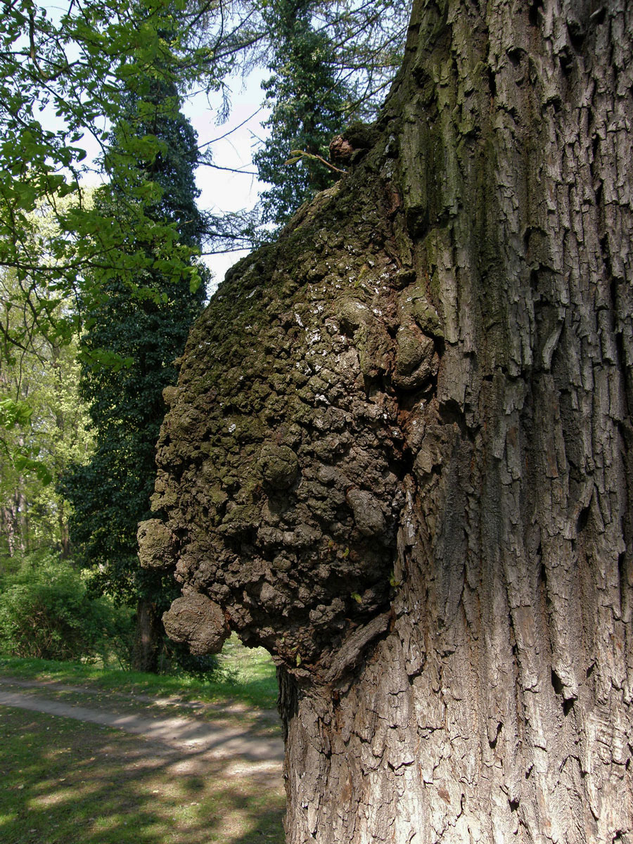 Javor mléč (Acer platanoides L.) s nádorem na kmeni (8b)