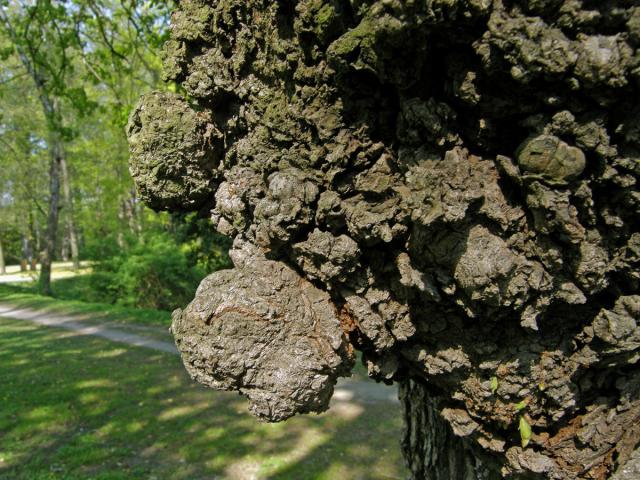 Javor mléč (Acer platanoides L.) s nádorem na kmeni (8c)