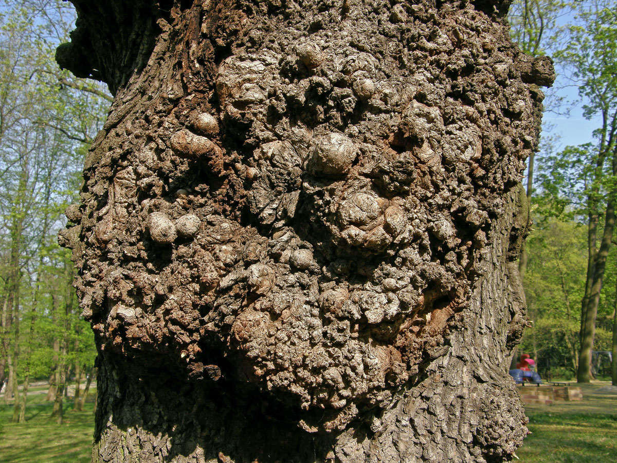 Javor mléč (Acer platanoides L.) s nádorem na kmeni (10a)