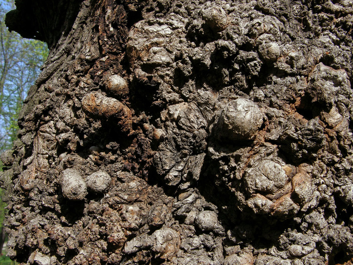 Javor mléč (Acer platanoides L.) s nádorem na kmeni (10b)