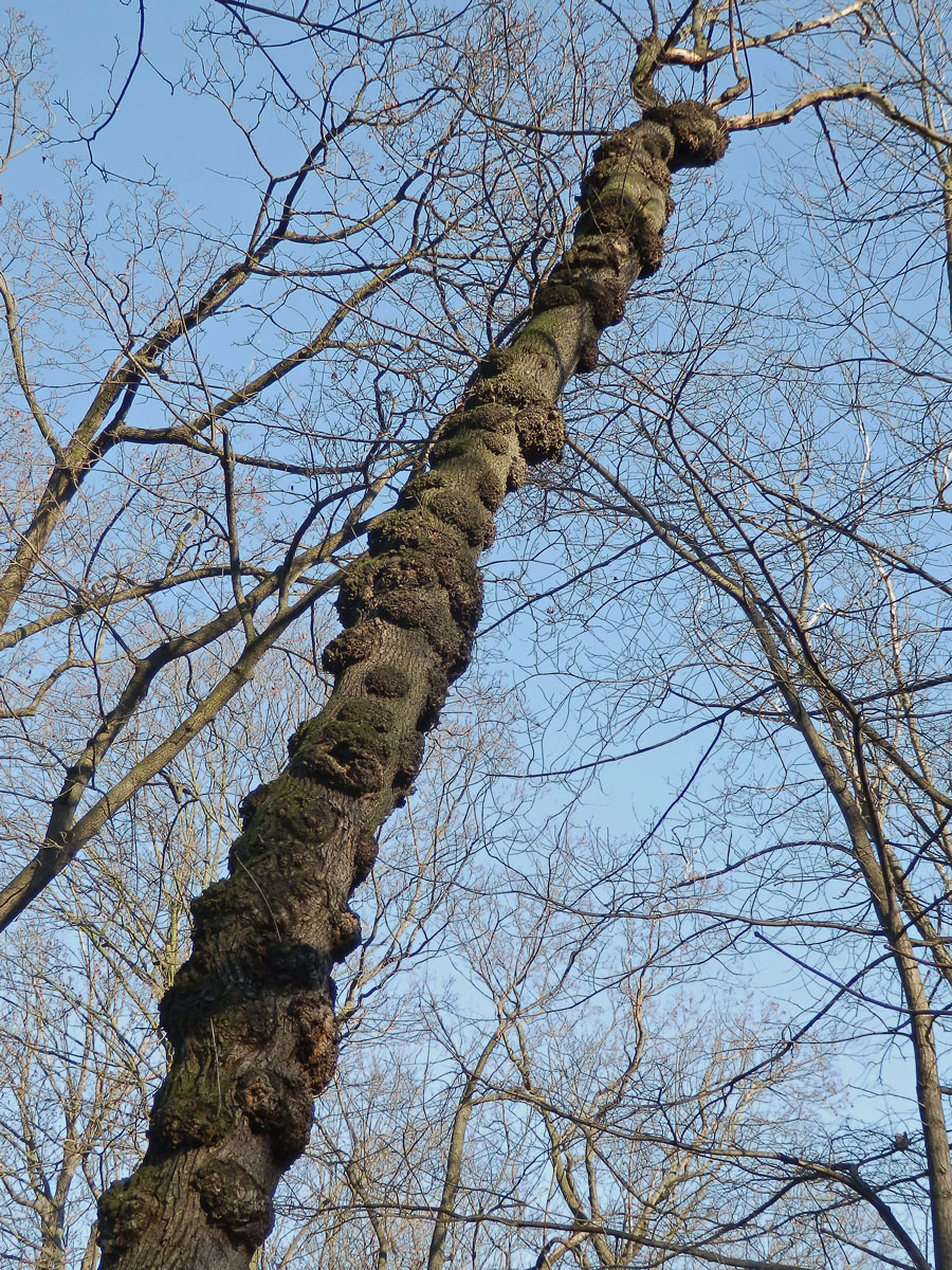 Javor mléč (Acer platanoides L.) s nádorem na kmeni (7)