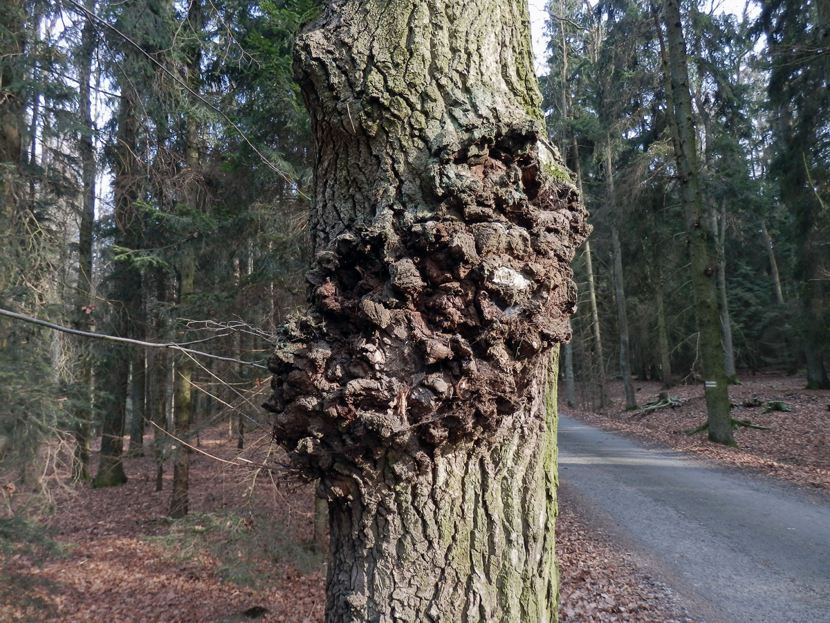 Nádor na dubu letním (Quercus robur L.) (6)