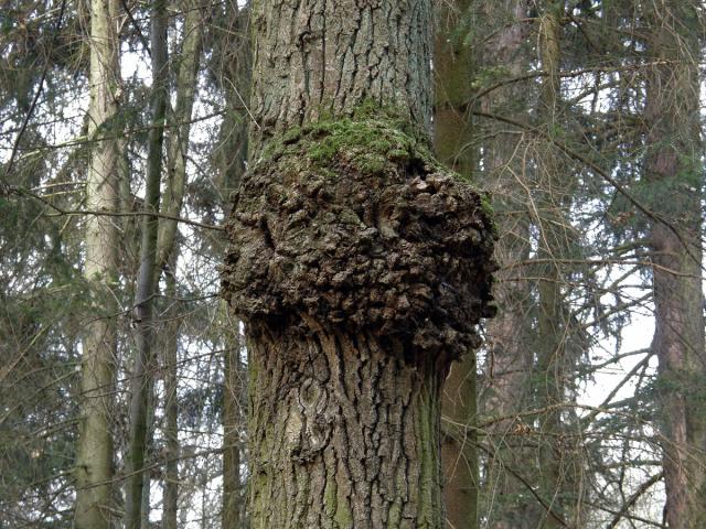 Nádor na dubu letním (Quercus robur L.) (7)
