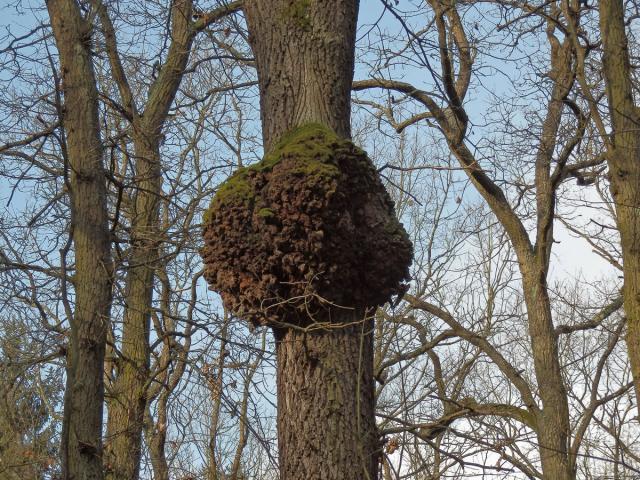 Nádor na dubu letním (Quercus robur L.) (8a)