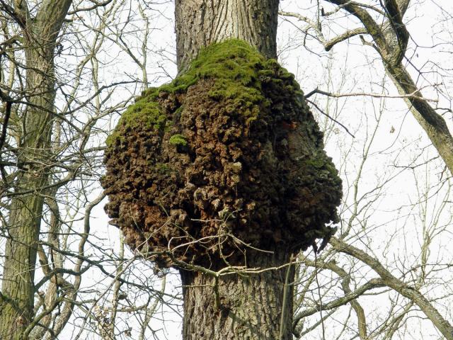 Nádor na dubu letním (Quercus robur L.) (8c)