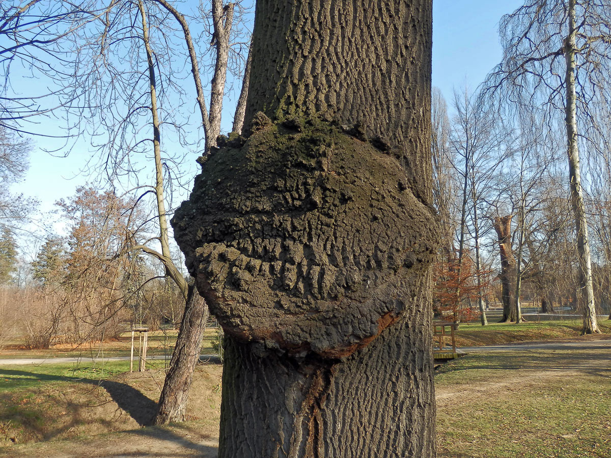 Nádor na jasanu ztepilém (Fraxinus excelsior L.) (4a)