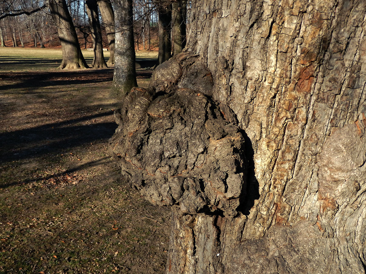 Lípa velkolistá (Tilia platyphyllos Scop.) (6) s nádorem na kmeni