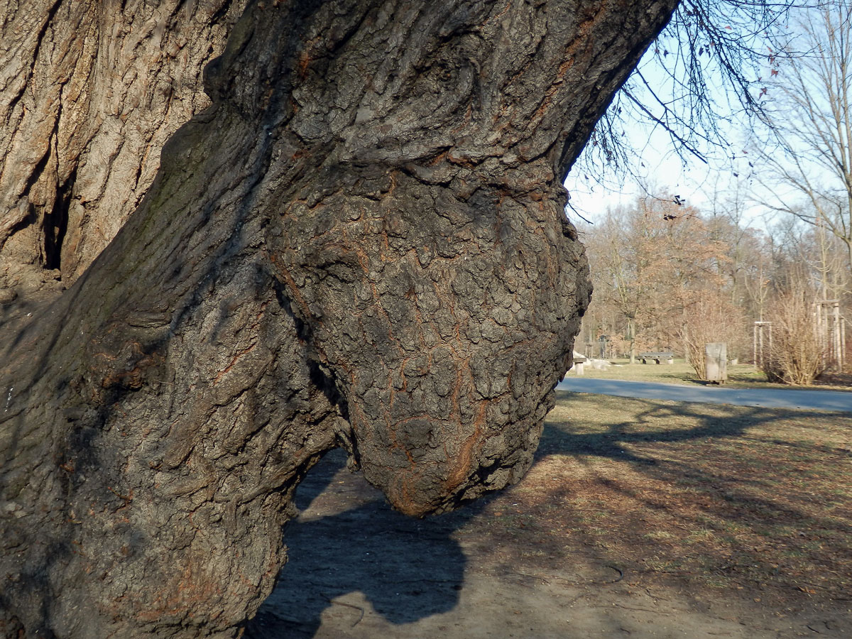 Lípa velkolistá (Tilia platyphyllos Scop.) (7a) s nádorem na kmeni