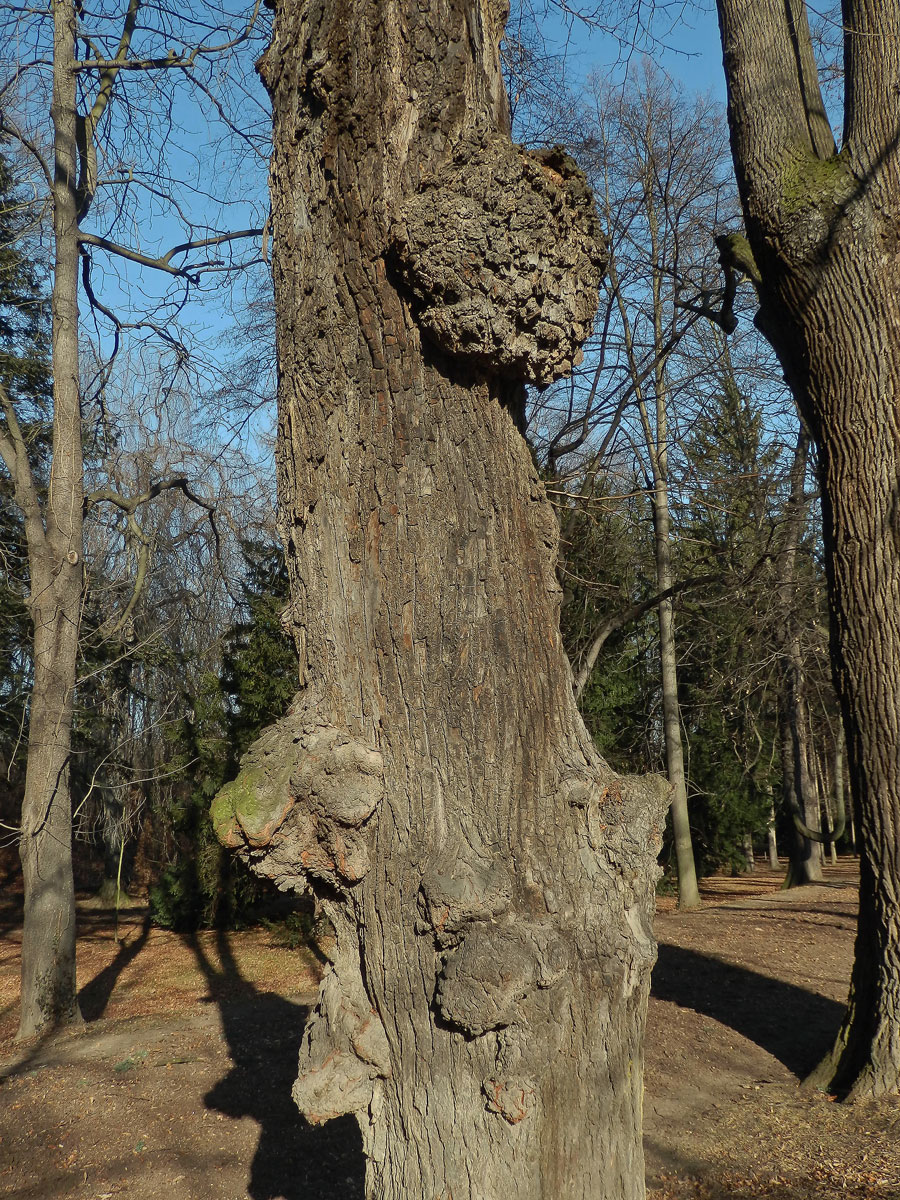 Lípa velkolistá (Tilia platyphyllos Scop.) (8a) s nádory na kmeni