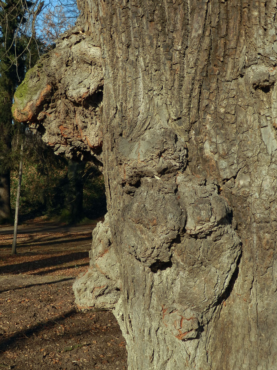 Lípa velkolistá (Tilia platyphyllos Scop.) (8b) s nádory na kmeni