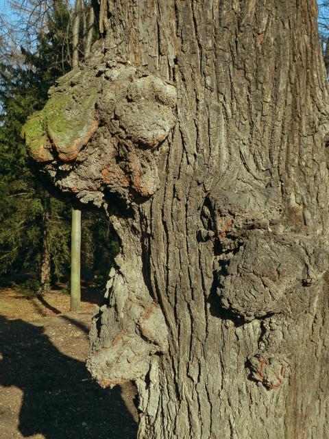 Lípa velkolistá (Tilia platyphyllos Scop.) (8c) s nádory na kmeni