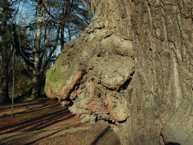 Lípa velkolistá (Tilia platyphyllos Scop.) (8d) s nádory na kmeni