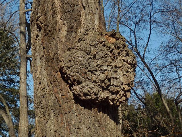 Lípa velkolistá (Tilia platyphyllos Scop.) (8e) s nádory na kmeni