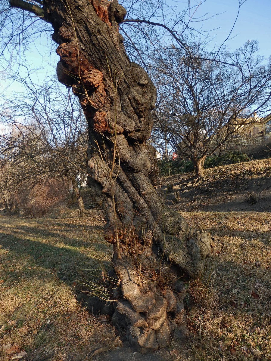 Slivoň obecná (Prunus insititia L.) (5a) s nádorem na kmeni