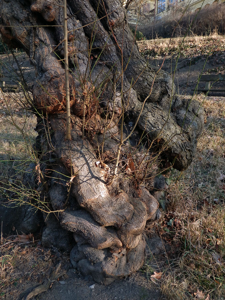 Slivoň obecná (Prunus insititia L.) (5b) s nádorem na kmeni