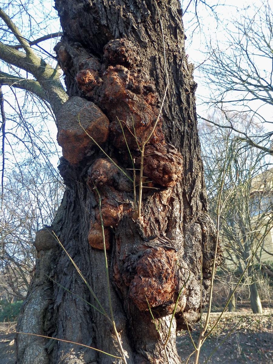 Slivoň obecná (Prunus insititia L.) (5c) s nádorem na kmeni