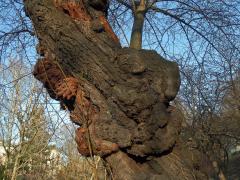 Slivoň obecná (Prunus insititia L.) (5d) s nádorem na kmeni