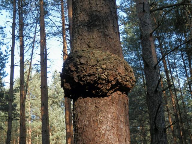 Tumor na borovici lesní (Pinus sylvestris L.) (5)