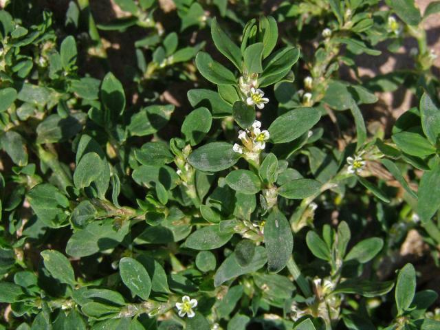 Truskavec obecný (Polygonum arenastrum Bor.)