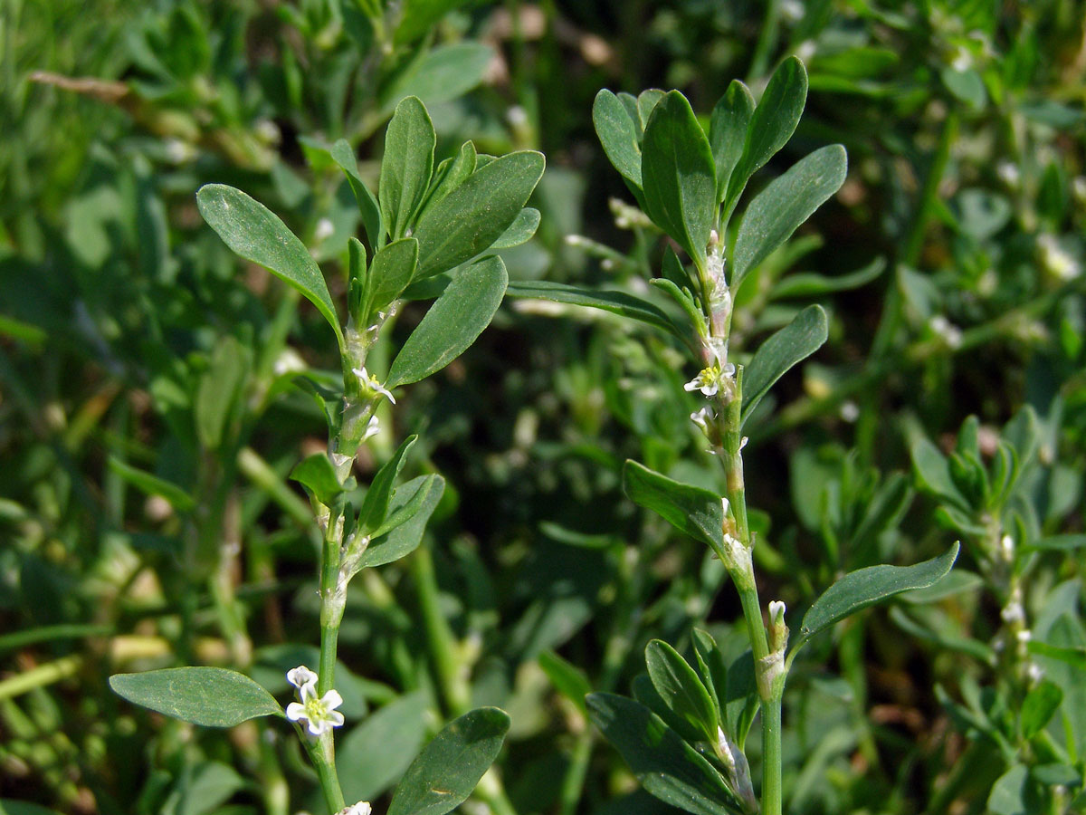 Truskavec obecný (Polygonum arenastrum Bor.)