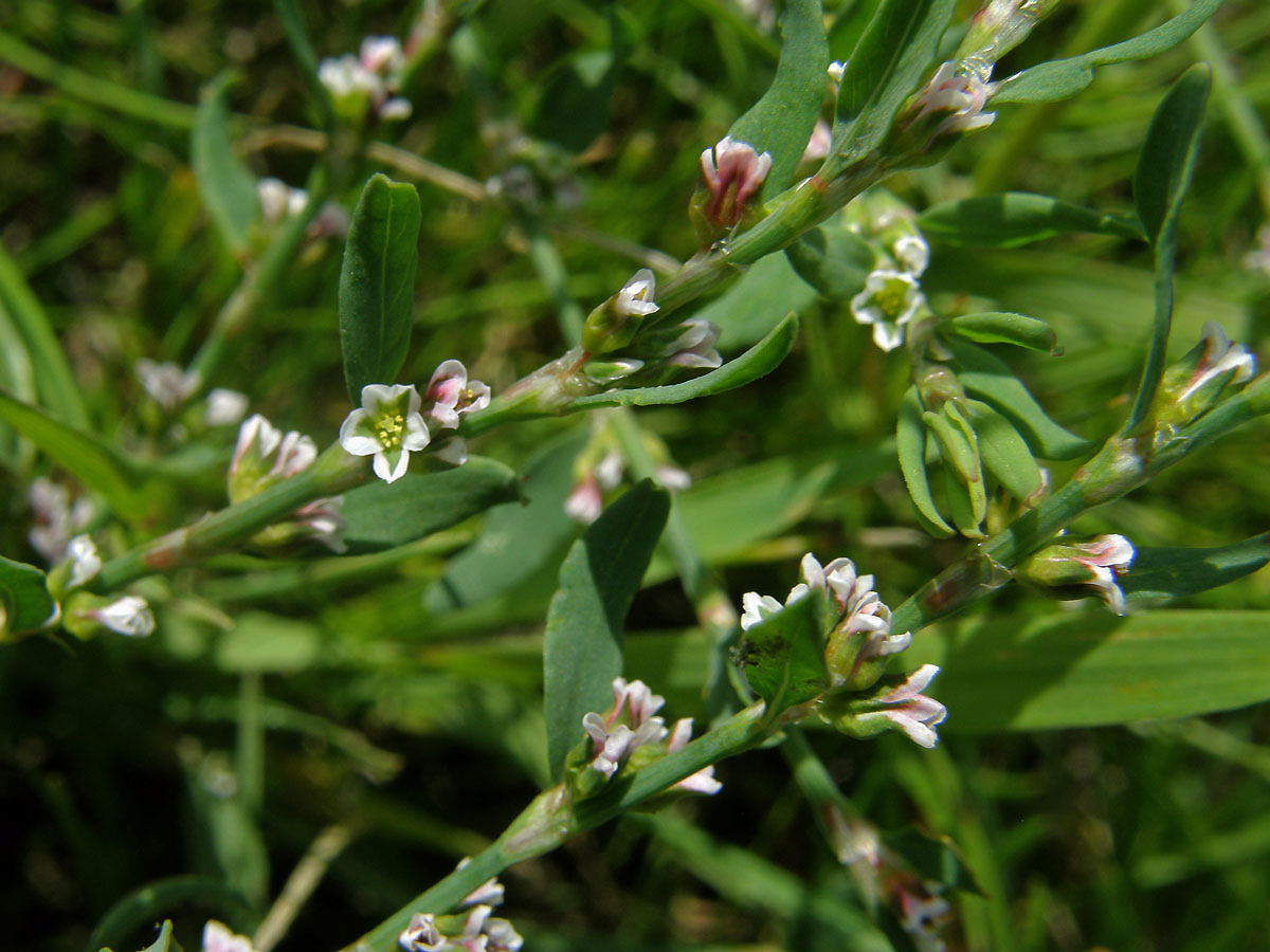 Truskavec obecný (Polygonum arenastrum Bor.)