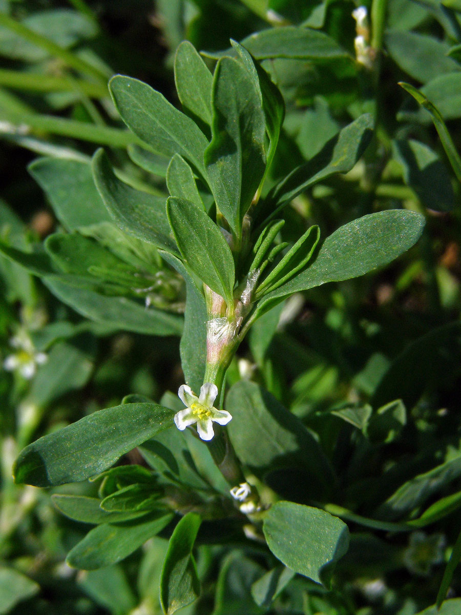 Truskavec obecný (Polygonum arenastrum Bor.)