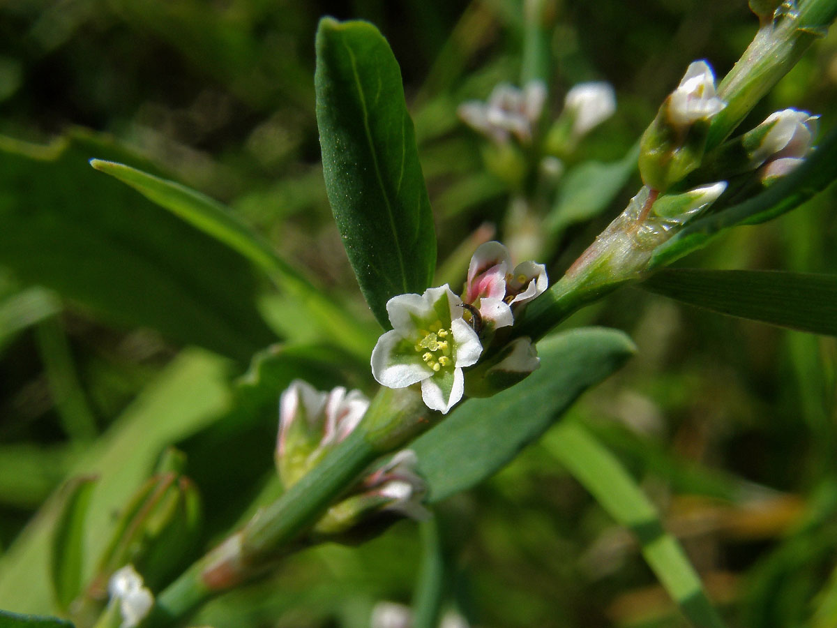 Truskavec obecný (Polygonum arenastrum Bor.)