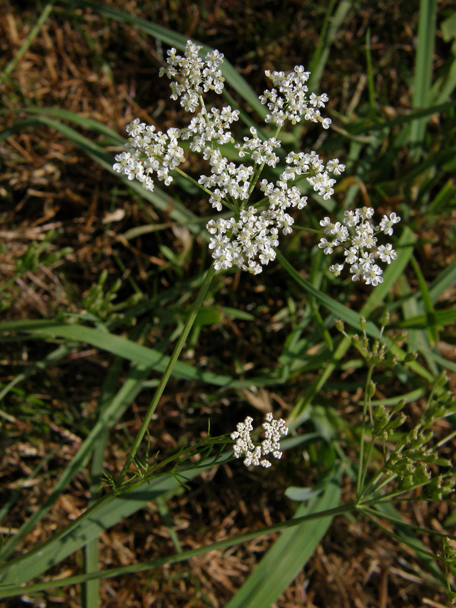 Kmín kořenný (Carum carvi L.)