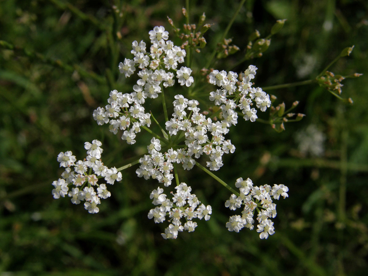 Kmín kořenný (Carum carvi L.)