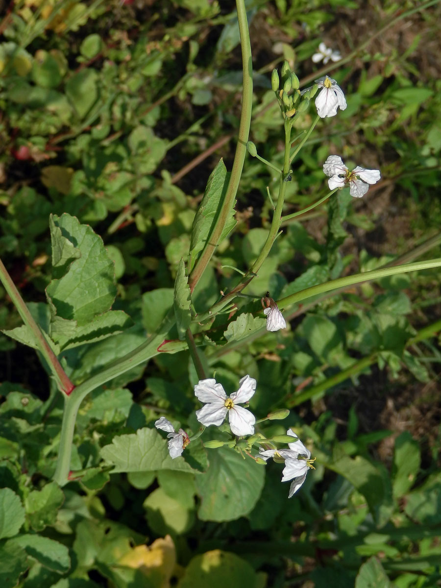 Ředkev setá (Raphanus sativus L.)