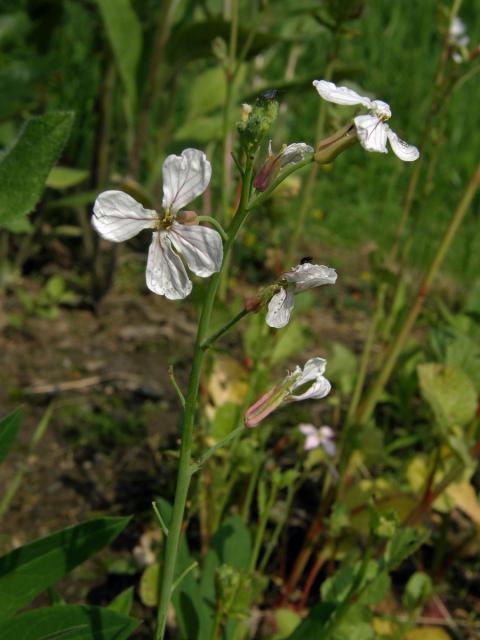 Ředkev setá (Raphanus sativus L.)