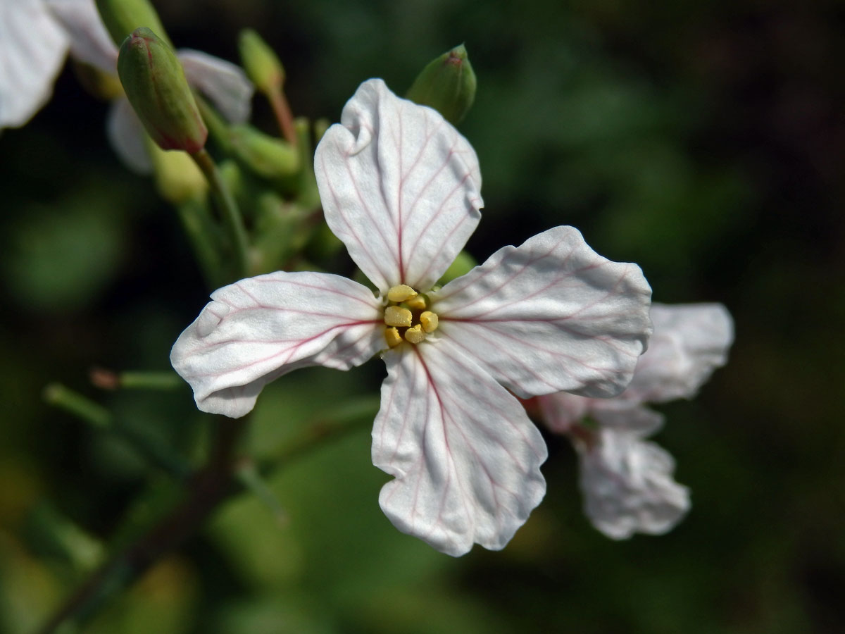 Ředkev setá (Raphanus sativus L.)