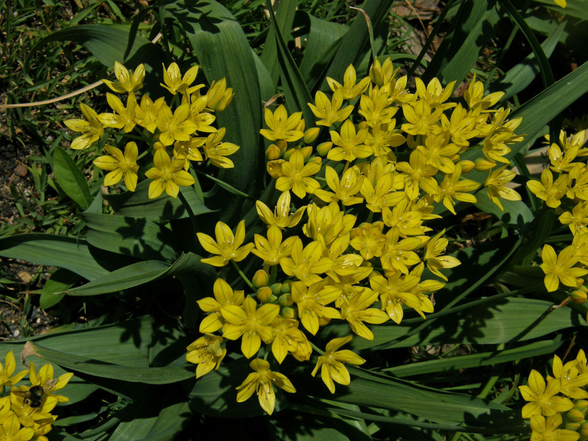 Česnek zlatožlutý (Allium luteum L.)