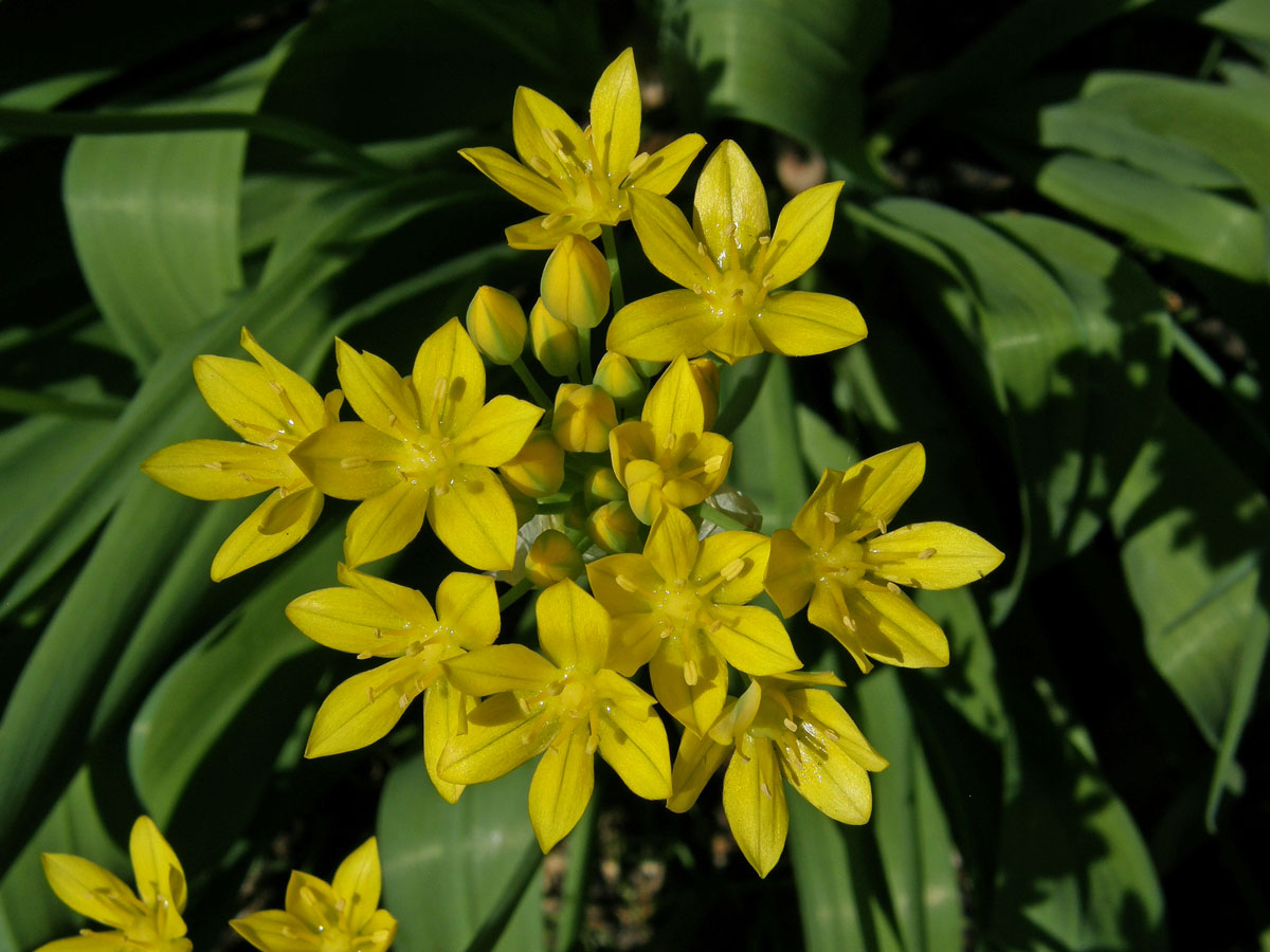 Česnek zlatožlutý (Allium luteum L.)