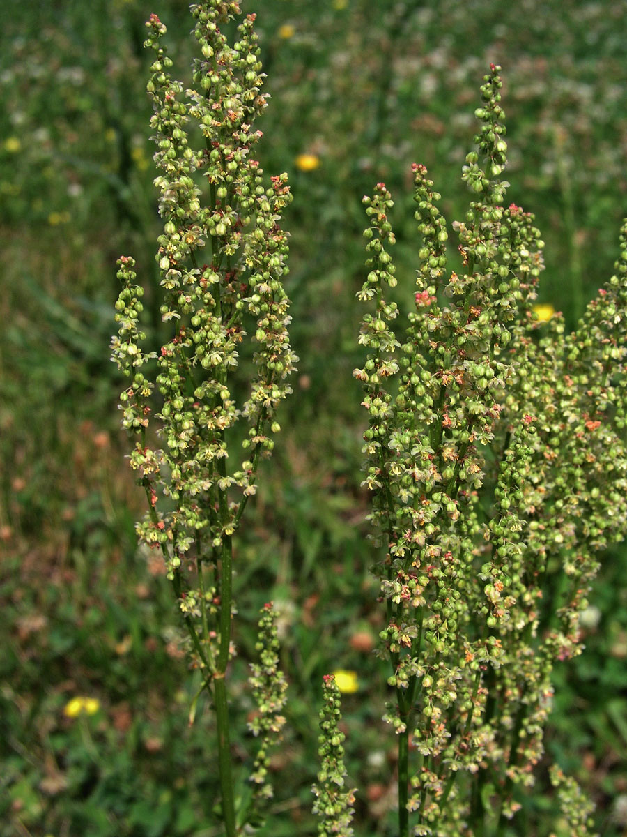 Šťovík kyselý (Rumex acetosa L.)