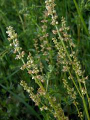 Šťovík kyselý (Rumex acetosa L.)