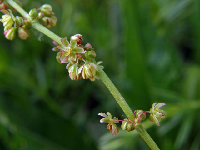 Šťovík kyselý (Rumex acetosa L.)