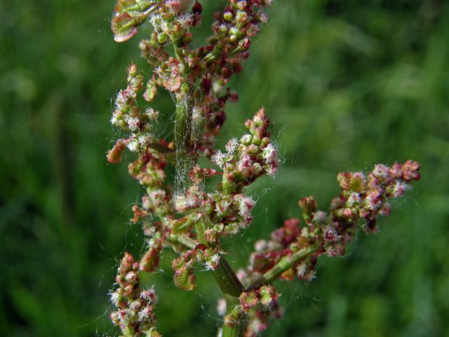 Šťovík kyselý (Rumex acetosa L.)