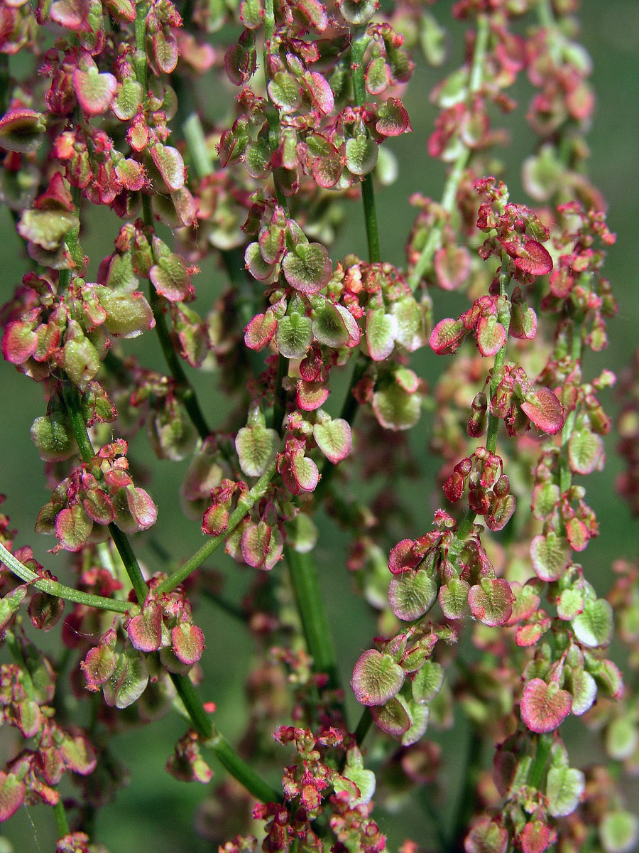 Šťovík kyselý (Rumex acetosa L.)