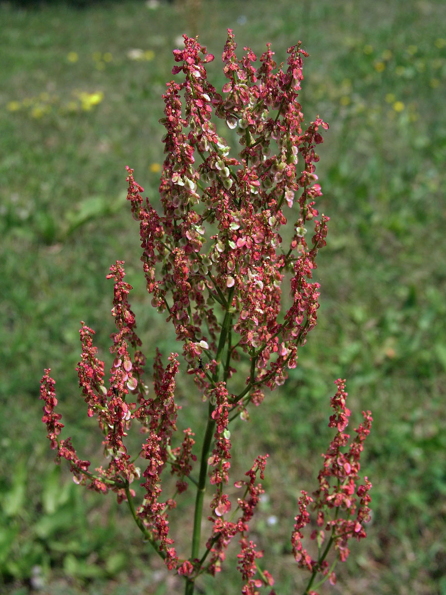 Šťovík kyselý (Rumex acetosa L.)