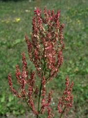 Šťovík kyselý (Rumex acetosa L.)